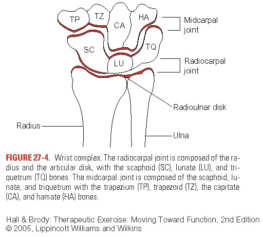 midcarpal joint